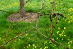 Spiders web-5399