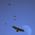 Buzzards-moon-1-