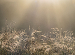 SEPTEMBER MEADOW, 2018 - NORFOLK COUNTY
