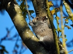 Grey Squirrel