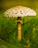 Parasol Mushroom 8345-2-2