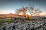 Twistleton Tree