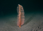 Pennatula phosphorea