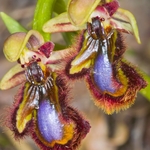 Mirror Orchid (Ophrys ciliata syn. Ophrys speculum)