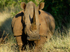 White Rhino 1