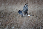 Hen Harrier (Circus cyaneus) ringtail