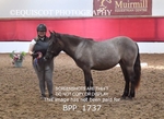 BPP_1737