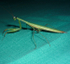 Praying Mantis (India)