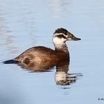 White-headed Duck (Oxyura leucocephala) type female