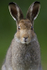 Mountain Hare, Isle of Mull