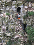 Puffin at nest hole entrance in cliff face, RSPB Bempton Cliffs
