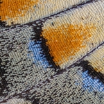 Common Swallowtail, (Papilio machaon) revealing the scales on the wings