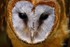 Barn Owl (© Andy Millikin)