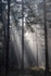 Illuminated Forest