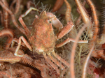 Hyas coarctatus