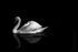 Swan 10