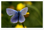 Common Blue Male