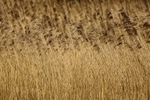 Reed 2