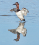CANVASBACK - NIAGARA RIVER