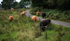 HIGHLAND CATTLE