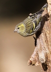 Finches,Buntings portfolio
