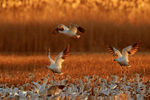 Snow Geese, backlit take-off, Bosque del Apache, New Mexico