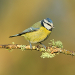 Blue Tit perched on branch, Worcestershire