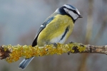 Blue tit P1020690