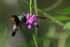 Hovering Charming Hummingbird at flower, Drake Bay, Costa Rica