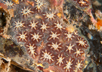 Botryllus schlosseri