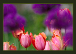 Onions and Tulips