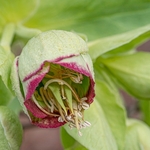 Stinking hellebore (Helleborus foetidus),