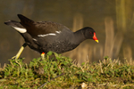 Moorhen - Lackford Lakes