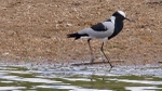 A Pied Or Blacksmith Lapwing - SA
