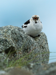 Snow Bunting singing, front view, Jokulsarlon, Iceland