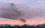 Starling Murmurations, Avalon Marshes_GS1119