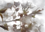Cherry Blossom