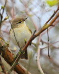 Willow Warbler perched in a bush on Hengistbury Head