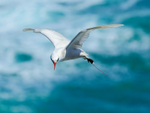 Red-tailed Tropicbird (adult) hovering, Kilauea Point, Kauai