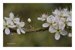 Hawthorn