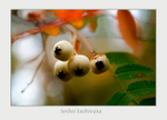 Sorbus koehneana