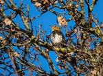 Song Thrush