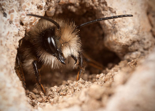 Male at a nest hole. Warwickshire, May 2012.