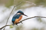 Kingfisher Alcedo Atthis039