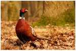 Pheasant foraging amongst Fallen Leaves