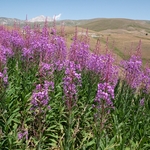 Rose-bay willowherb (Epilobium angustifolium) 