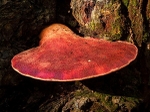 Beefsteak Fungus (01)