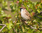 Tree Sparrow