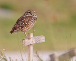 Burrowing Owl on post, Cape Coral, Florida