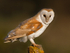Barn Owl